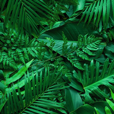 Hojas 055