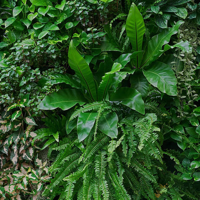 Hojas 062